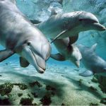 Un magico viaggio nel mediterraneo alla ricerca dei Cetacei